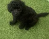 Cavapoo