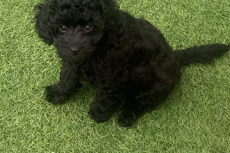 Cavapoo