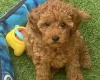 Cavapoo
