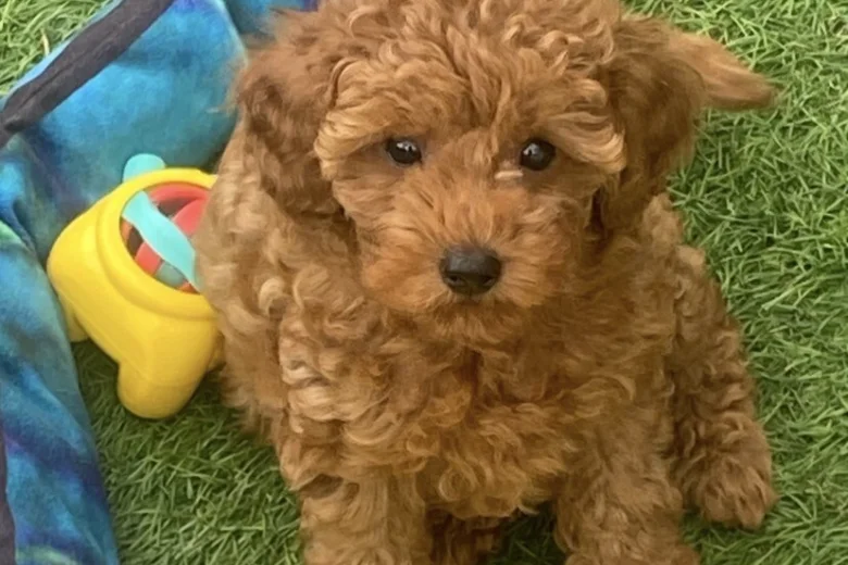 Cavapoo