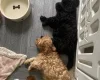 Cavapoo