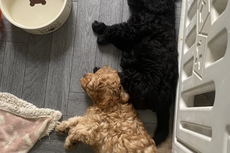 Cavapoo