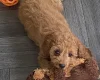 Cavapoo