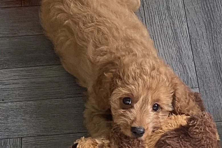 Cavapoo