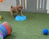 Cavapoo