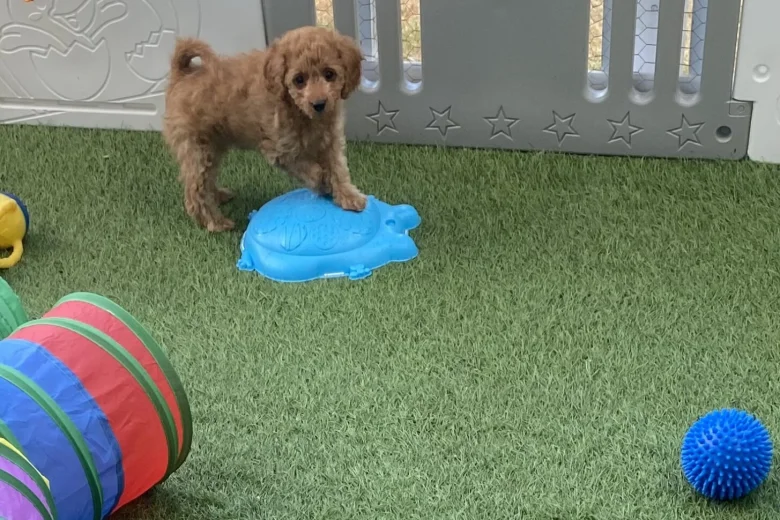 Cavapoo