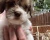 Cavapoo
