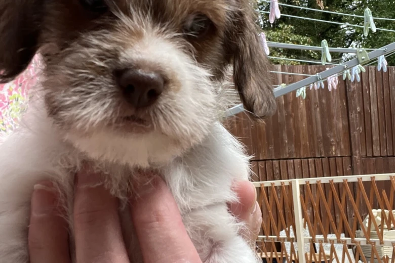 Cavapoo