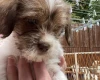 Cavapoo