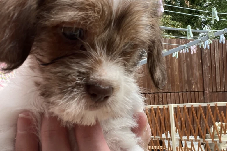 Cavapoo