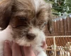 Cavapoo