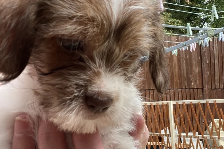 Cavapoo