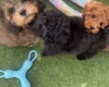 Cavapoo