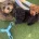 Cavapoo