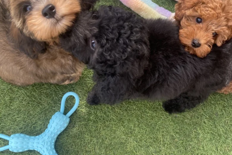 Cavapoo