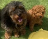 Cavapoo