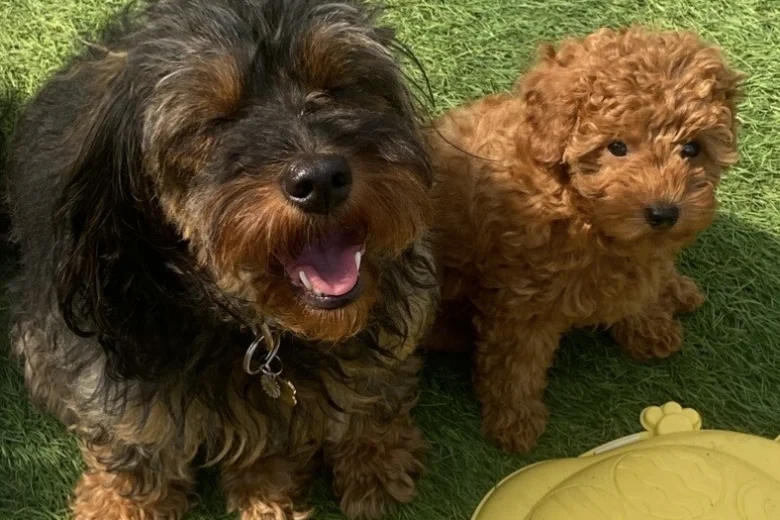Cavapoo