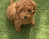 Cavapoo