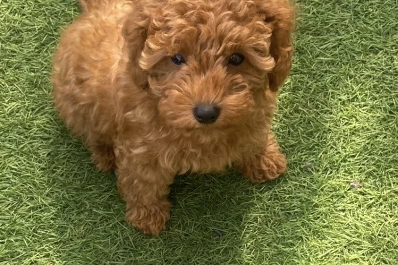 Cavapoo