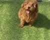 Cavapoo