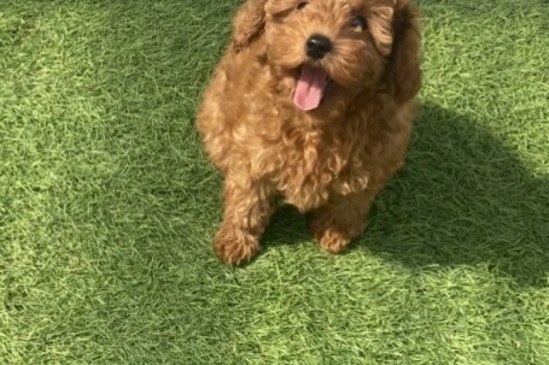 Cavapoo