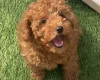 Cavapoo