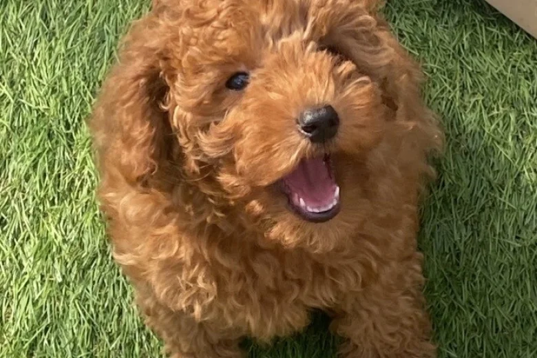 Cavapoo
