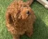 Cavapoo