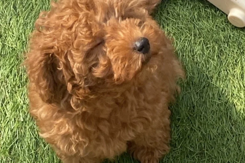 Cavapoo