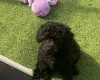 Cavapoo