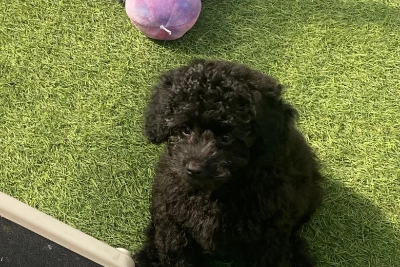 Cavapoo
