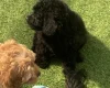 Cavapoo