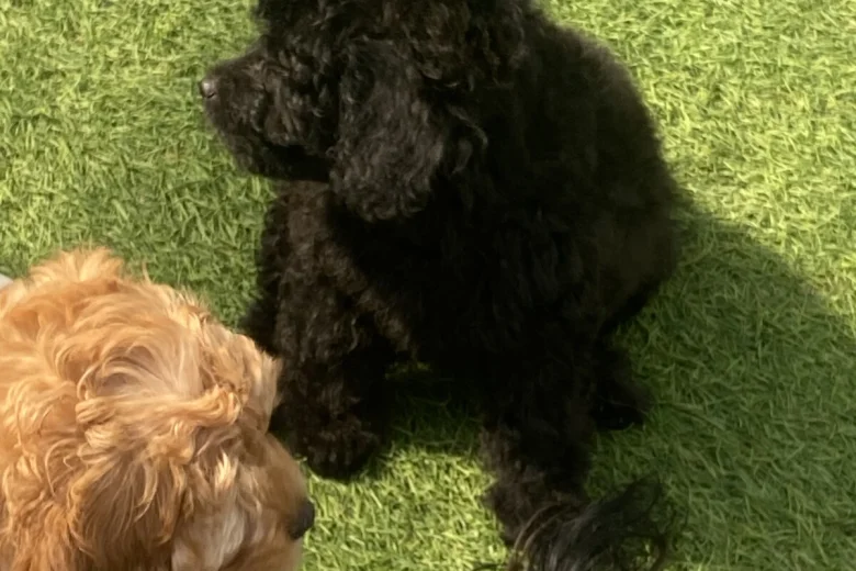 Cavapoo
