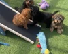 Cavapoo