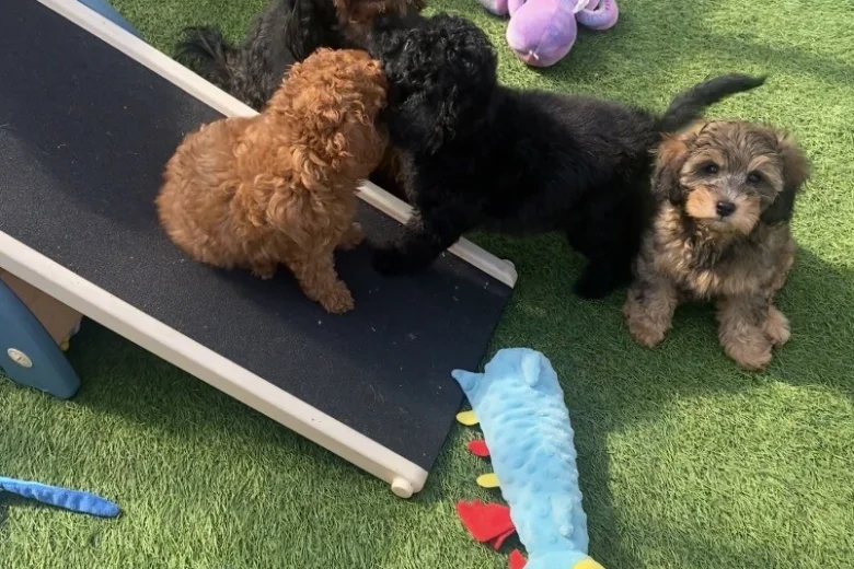 Cavapoo