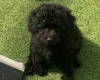Cavapoo