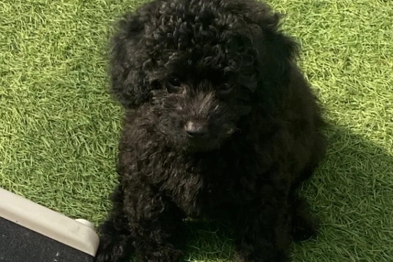 Cavapoo