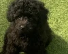 Cavapoo