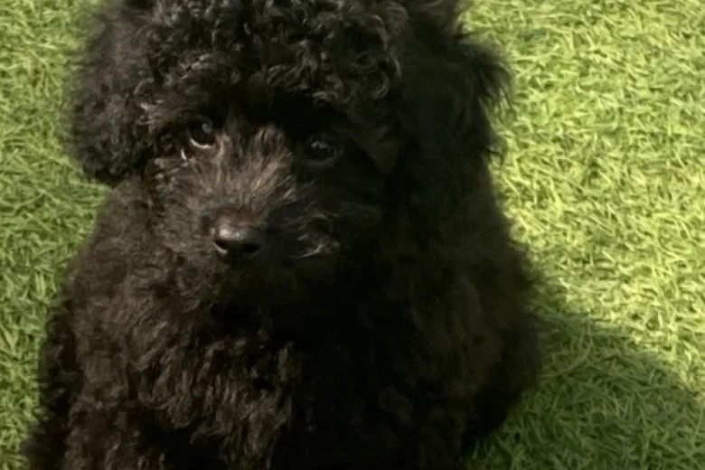 Cavapoo