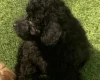 Cavapoo