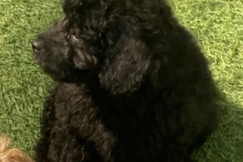 Cavapoo