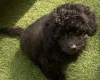 Cavapoo