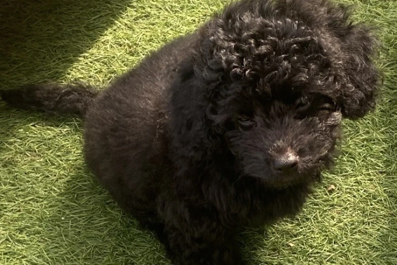 Cavapoo