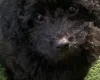 Cavapoo