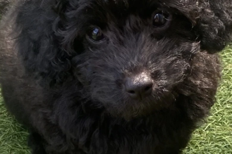 Cavapoo