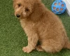 Cavapoo