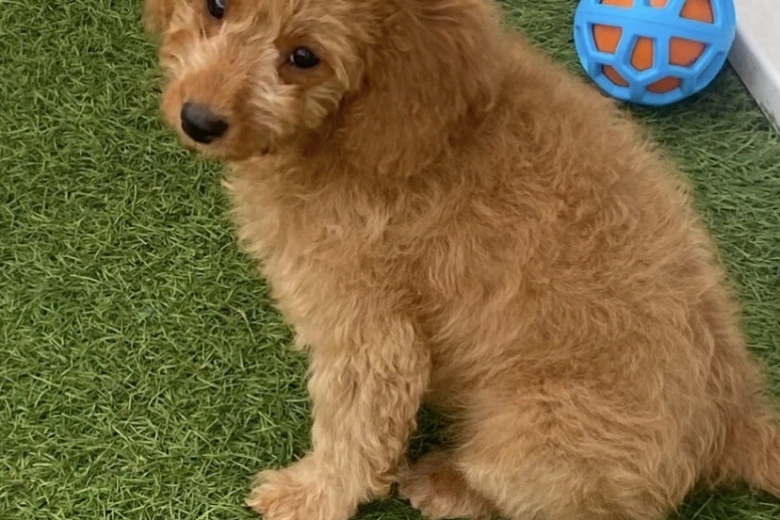 Cavapoo