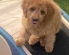 Cavapoo