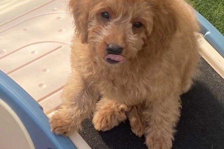 Cavapoo