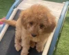 Cavapoo